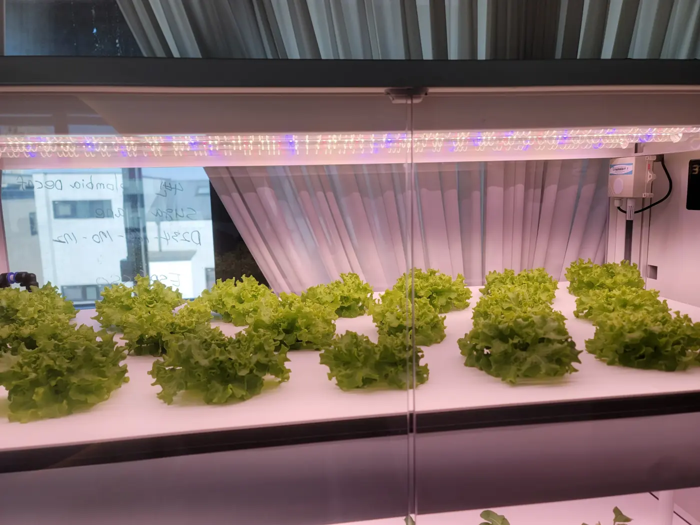 카페 스마트팜 김포 운양 1275 카페 LED 아래 잎채소 재배