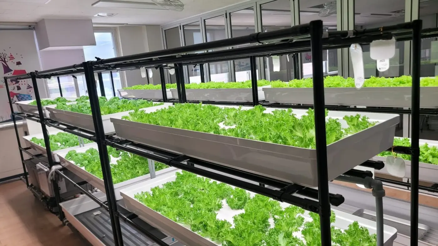 고양스마트팜 관련 시공 현장, 인천세말 다단 재배랙 상단 베드